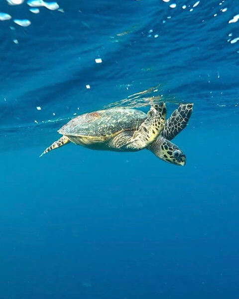 Akiri Surf Retreat Turtle
